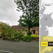 The branch of the tree in Marble Hall Close crashed down close to a car this afternoon