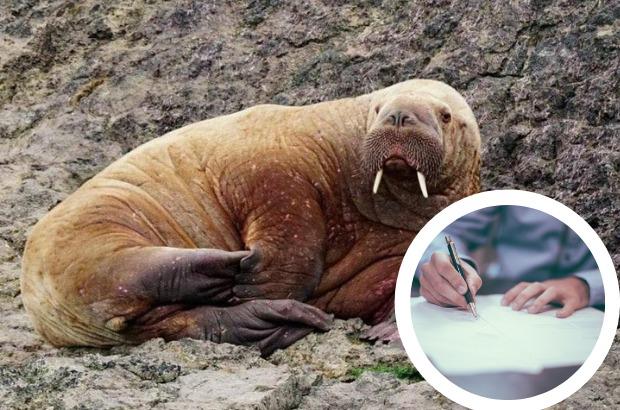 Could Pembrokeshire’s wandering walrus move to Cardigan Island Coastal Farm Park? One reader thinks so. Main picture: Amy Compton