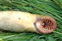 The sea lamprey discovered by Craig Evans
