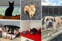 This week's Fabulous Five who are all ready for adoption at Greenacres Rescue