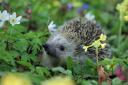 One of the tasks involves ensuring hedgehogs are safe