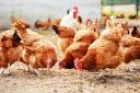 Poultry owners have been advised to take special measures to avoid the spread of avian flu