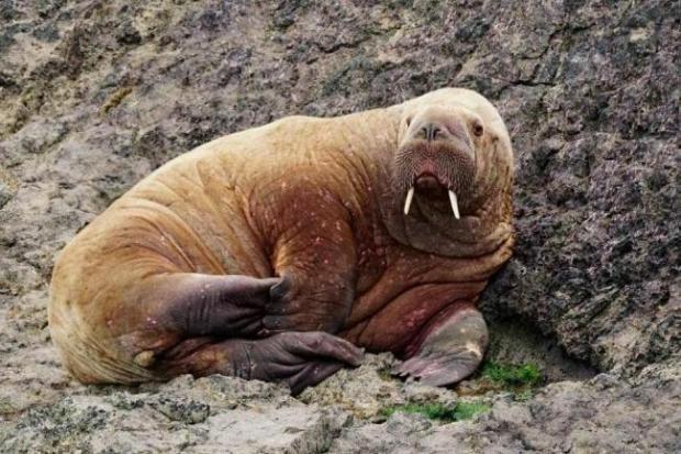 Wally the walrus pictured at his first sighting in Pembrokeshire. Picture: Amy Compton