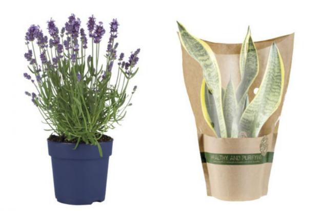 Milford Mercury: (Left) English Lavender and (right) Air Purifying Plant (Lidl/Canva)