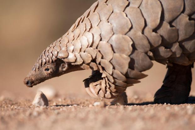 Milford Mercury: The pangolin is nearing extinction as its meat and scales are used in Chinese medicine. Picture: Getty Images/iStockphoto
