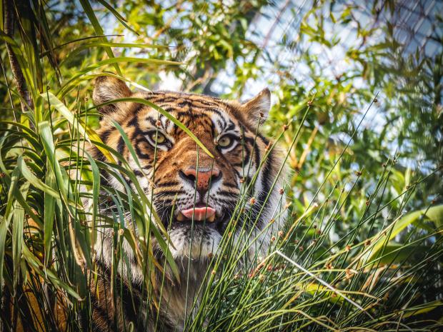 Milford Mercury: The rare Sumatran tiger is critically endangered. Picture: Getty Images/iStockphoto