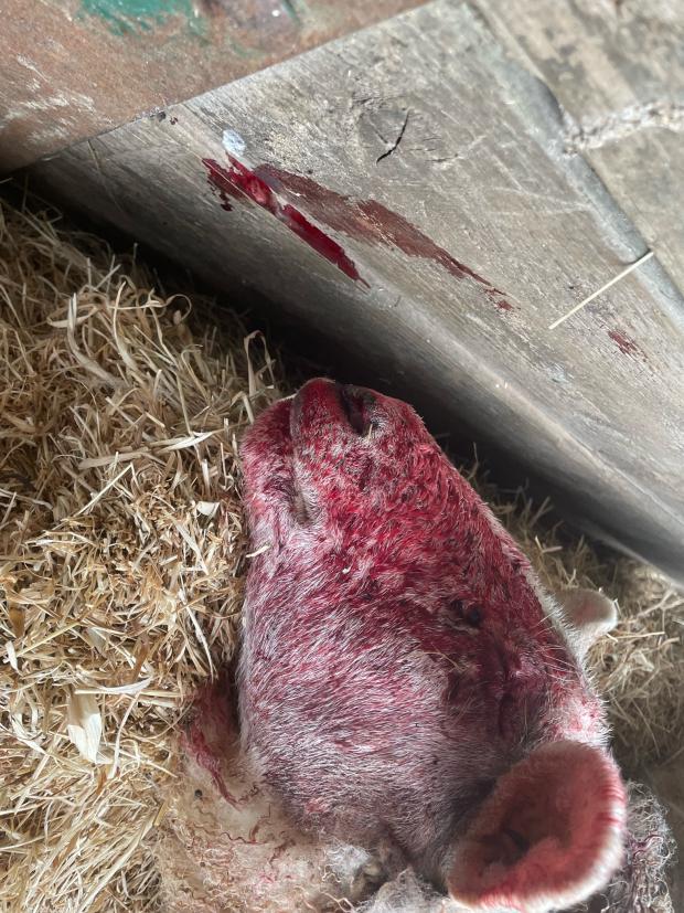 Milford Mercury: One of the attacked animals. Picture: Rural Crime Team at Dyfed-Powys Police