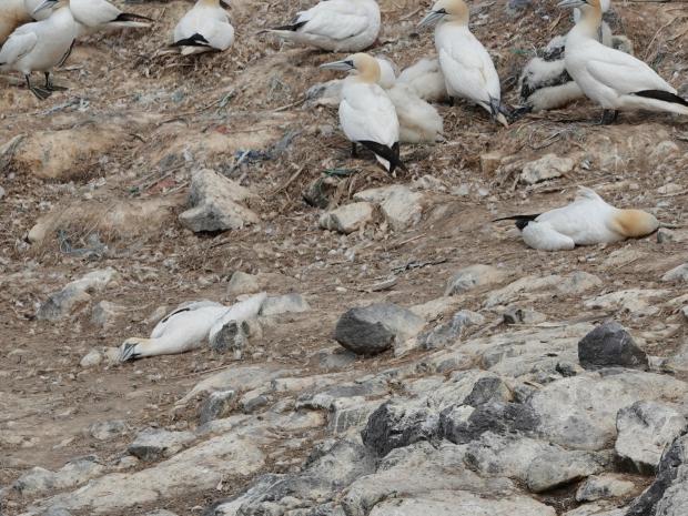 Milford Mercury: The island is home to 36,000 pairs of northern gannets. Picture: RSPB Grassholm