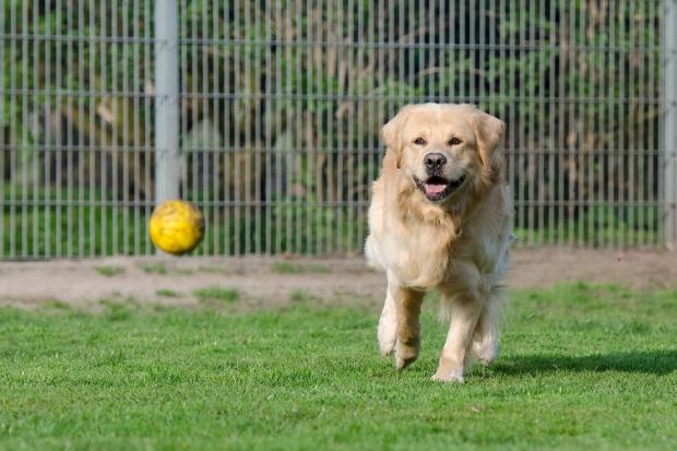 Dog owners planning a holiday this summer  are being reminded that all kennels must be licensed